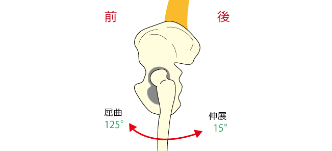 股関節の動き-2
